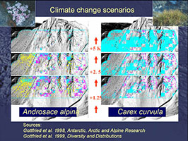 Low (cyan), moderate (yellow), high (magenta) species cover.Androsace alpina (Primulaceae): nowadays it is widely distributed over the whole upper alpine and nival zone of Schrankogel, but - as character species of the nival scree plant communities - with a tendency to higher cover
values (magenta pixels) in the upper areas.
During the warming process, the model suggests a loss of abundance in the lower areas and decreasing cover values in the upper areas.
This is most pronounced at moderate slope situations (e.g., the wide southwestern slope) where sward-species have good opportunities to
migrate upwards. Only in specific topographic situations, A. alpina will persist with higher cover.
Carex curvula (Cyperaceae): this species shows a complementary distribution pattern, compared to Androsace alpina.
The key-stone species of the alpine swards keeps away from habitats with too much environmental pressure, either from snow,
scree, or rockfall, and, therefore, prefers the safest sites in the area, which are the southeast exposed, midslope
situations below the major ridges. It will expand its area by moving upwards along these stable ridges. With 5K warming,
most of the today's nival zone will be covered by alpine grassland.