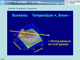 The yellow arrow reflects climate change to warmer conditions with earlier snowmelt.
The red line describes the today's climatic niche of alpine plant species.
These are predicted to massively intrude the niche of nival species (green line).
The model is generalised from detailed figures in the next two slides.