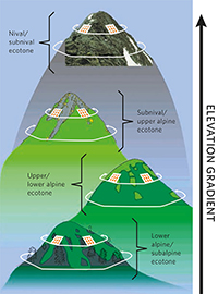 Four summits of different elevations represent a target region. The white lines
indicate the lower boundaries of the 5-m and the 10-m summit area, respectively; for explanations see chapter 3.1.