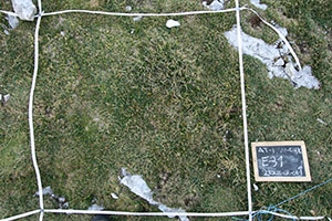 THE 1-m2 quadrats.