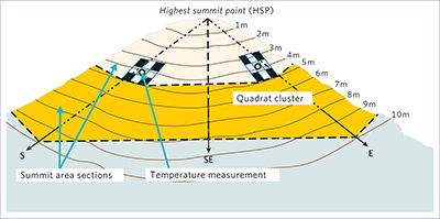 The Multi-Summit sampling design shown on an example summit:
oblique view with schematic contour lines